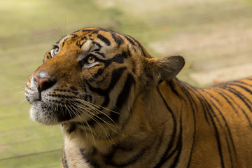 tiger (Panthera tigris) in cute face