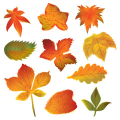 Autumn leaves set on the white background