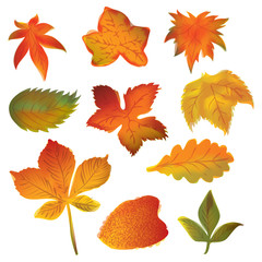 Obraz premium Autumn leaves set on the white background