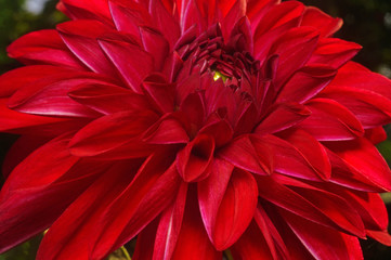 Dark red dahlia close-up as background