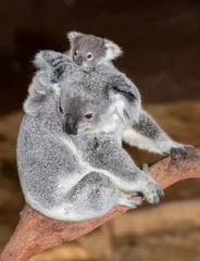 Foto op geborsteld aluminium Koala baby koala