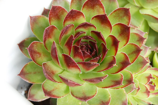 Close-up green / red plant (houseleeks, cuvarkuca) background