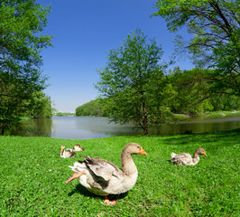Big duck walks along grass at a park