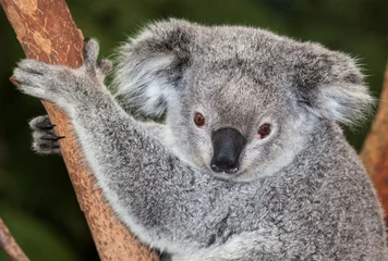 Tableaux ronds sur aluminium brossé Koala Koala adulte