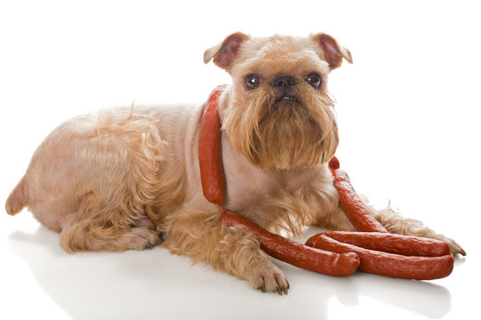 Dog And Sausages