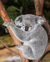 Koala adulte