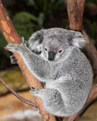 Papier Peint photo Lavable Koala Koala adulte
