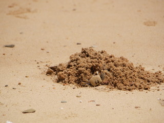 Crab digging a hole in the sand