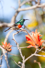 A wild Greater Double-Collared Sunbird next to Coral Tree flower