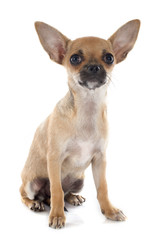 puppy chihuahua
