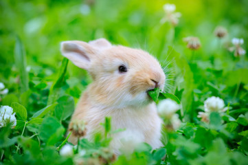 Little rabbit in green grass - Powered by Adobe