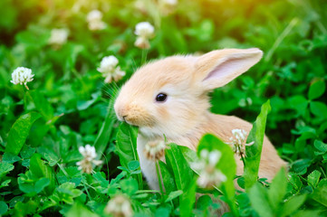 Fototapeta premium Little rabbit in green grass