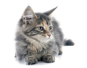maine coon kitten