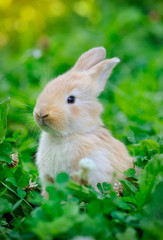 Little rabbit in green grass