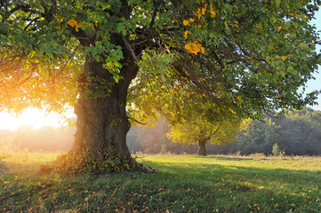 Obraz premium Autumn landscape with tree in sunlight