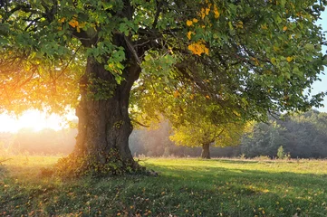 Photo sur Plexiglas Automne Paysage d& 39 automne avec arbre au soleil