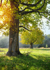 Autumn landscape with tree in sunlight