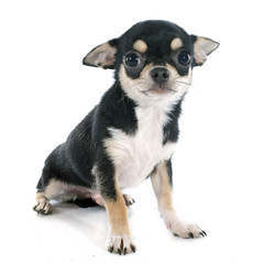 puppy chihuahua