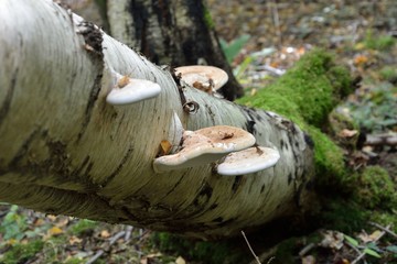 Tree Growing Funghi on Silver Birch