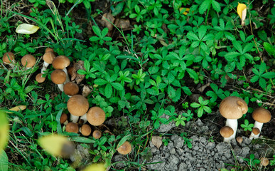 Funghi chiodini