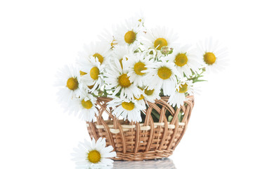 Fototapeta na wymiar beautiful bouquet of white daisies