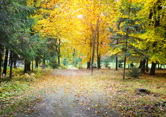 Fototapeta premium Autumn forest