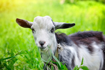 Goat on pasture closeup