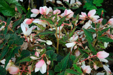 Fiori rosa e bianchi, begonie