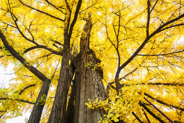 The fall of the ginkgo tree