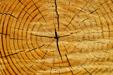Fototapeta premium Tree Trunk
