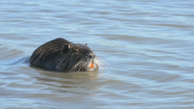 Nutria, Coypu, Myocastor coypus