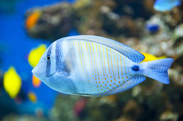 Sailfin Tang fish