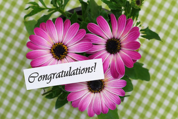 Congratulations card with pink gerbera daisies