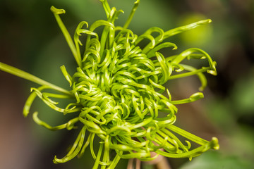 Closeup Chrysanthemums