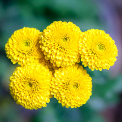 Closeup Chrysanthemums