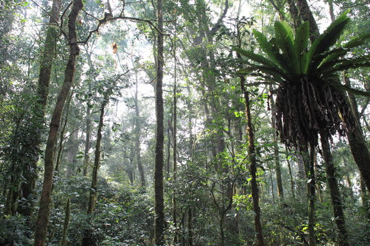 Mt.Kerinci tropical forest, Sumatra Island, Indonesia