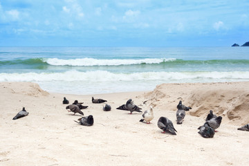Obraz premium Tauben am Strand