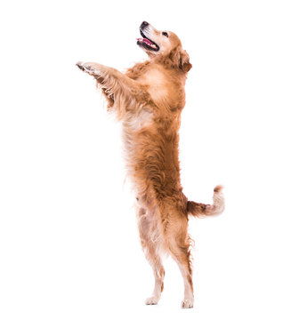 Cute dog jumping - isolated over  white