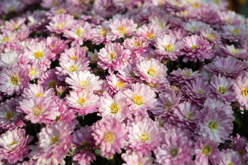 Fototapeta premium Chrysantheme