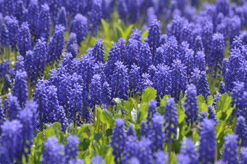background of many purple flowers