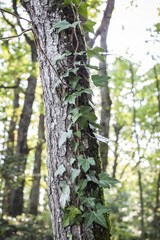 Obraz premium lierre