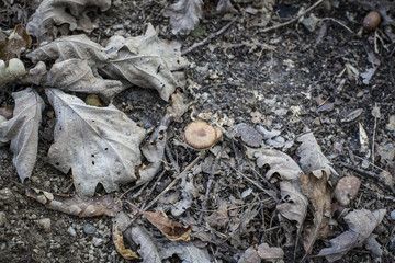 nature morte