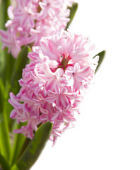 Pink hyacinth