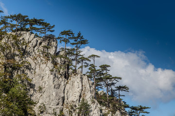 Fototapeta na wymiar Mountain scenery with black pine trees Pinus nigra