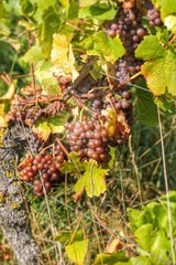 Weintrauben