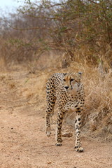 African Cheetah