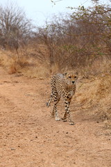 African Cheetah