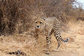 African Cheetah