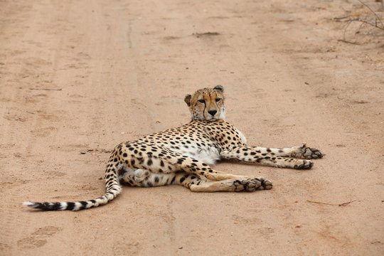 African Cheetah