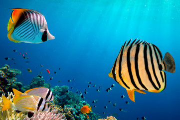 Obraz na płótnie Canvas Underwater world. Coral fishes of Red sea. Egypt